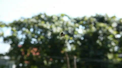 Dangerous Spider in Web Waiting, Close-Up, Araneae, Arthropods, Venom Stock-Footage 9525356