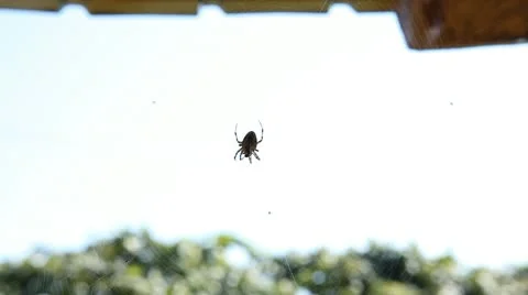 Dangerous Spider in Web Waiting, Close-Up, Araneae, Arthropods, Venom Stock Footage 9533413