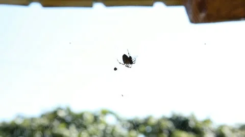 Dangerous Spider in Web Waiting, Close-Up, Araneae, Arthropods, Venom Stock Footage 10701848