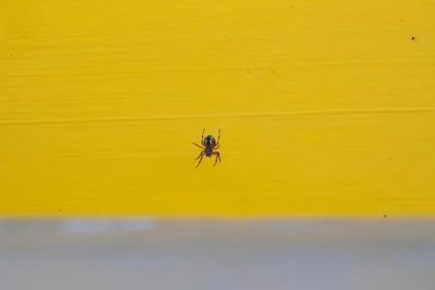 Dangerous spider in a web on a yellow background. Stock Photos