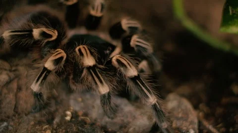 Dangerous tarantula spider Stock Footage 96419448