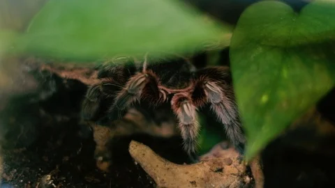 Dangerous tarantula spider Stock-Footage 96419480