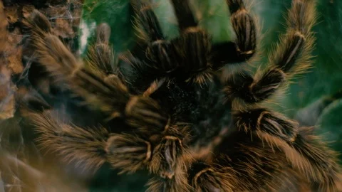 Dangerous tarantula spider Stock Footage 96419503