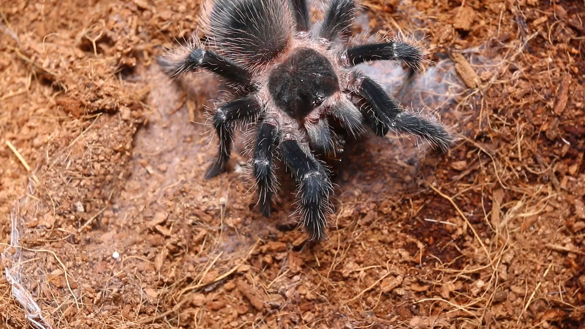Spider tarantula: description. What is dangerous tarantula bite 32 Spider tarantula: description. What is dangerous tarantula bite 38