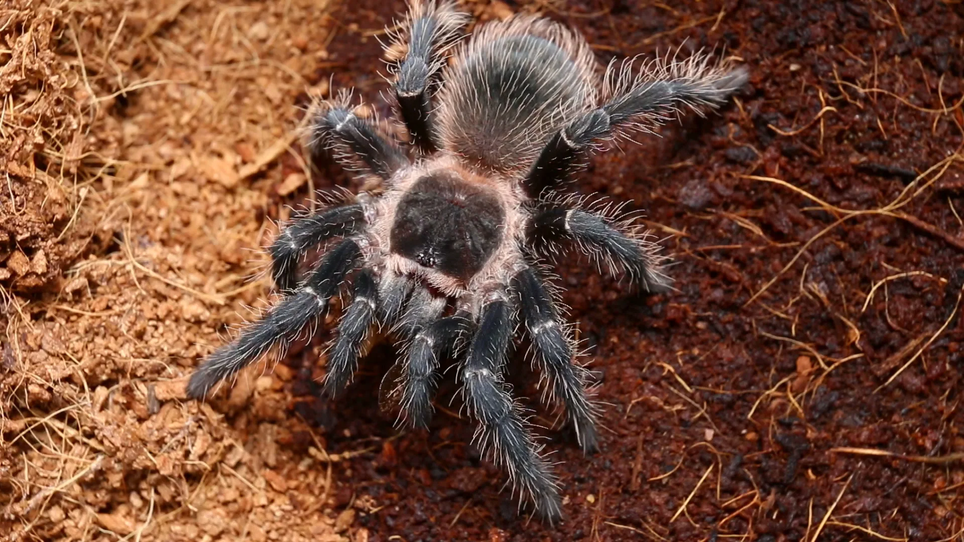 Spider tarantula: description. What is dangerous tarantula bite 93 Spider tarantula: description. What is dangerous tarantula bite 61