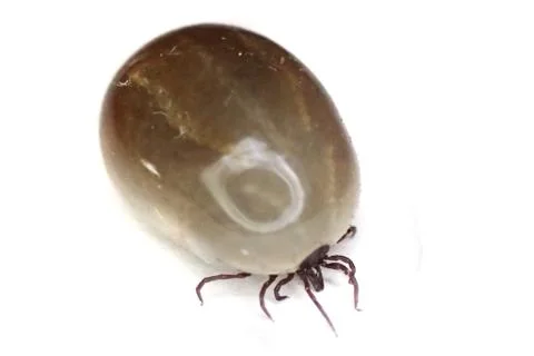 Dangerous tick isolated Stock Photos