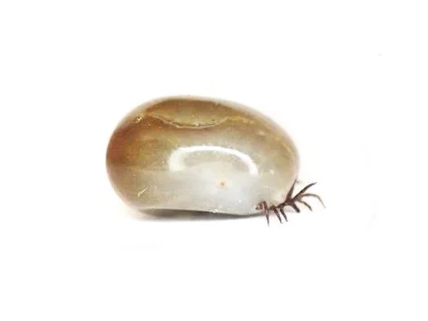 Dangerous tick isolated 스톡 사진