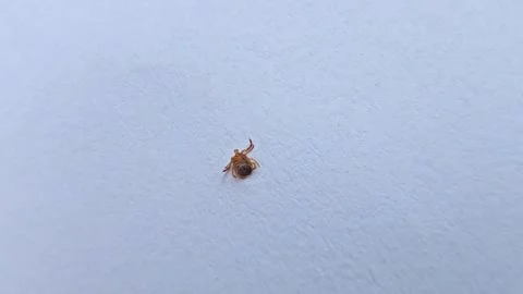 Dangerous tick parasite crawling on white background Stock Footage 335544716