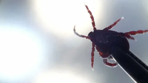 Dangerous tick under the microscope moves its paws in macro footage Stock Footage 153042765