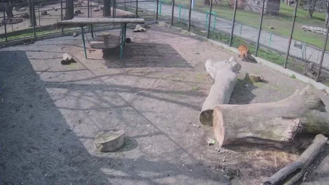Dangerous tiger hunts the bird from the cage Stock Footage 151908655
