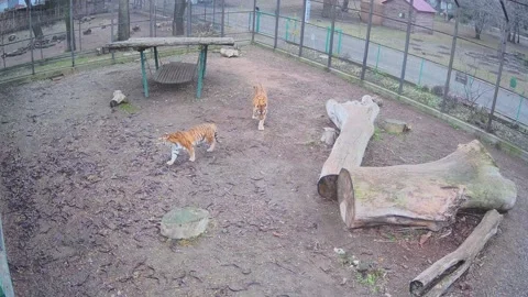 Dangerous tiger scares the second tiger in the cage Stock Footage 145590295