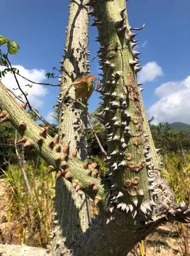 The dangerous tree Stock Photos