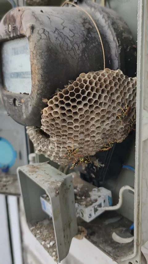 Dangerous Wasp Nest Infesting Electrical Meter Inside Power Box Stock Footage 343576041