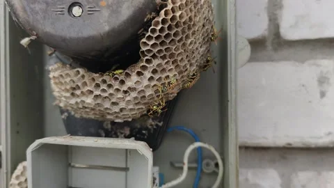 Dangerous Wasps Swarming on Nest Inside Residential Electric Box Stock Footage 343575671