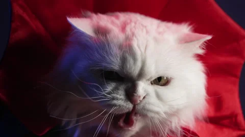 Dangerous white cat hisses. Kitty in Dracula vampire costume, halloween party. Stock Footage 259842924