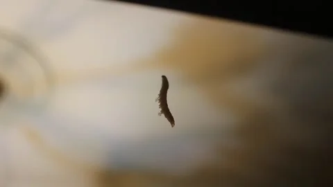 The dangling caterpillar mystery in a thread Stock Footage 320846197