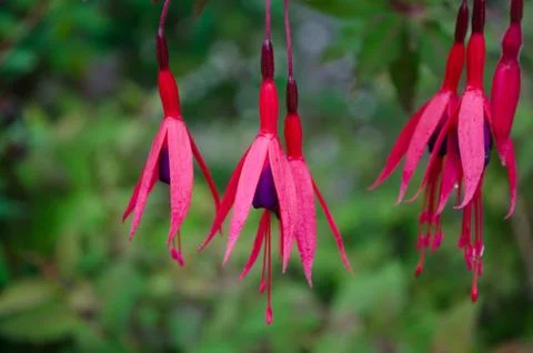 Dangling Flowers Stock-Fotos