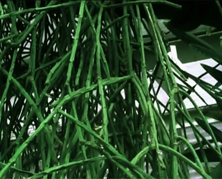 Dangling Green Branches Vines Stock Footage 8687086