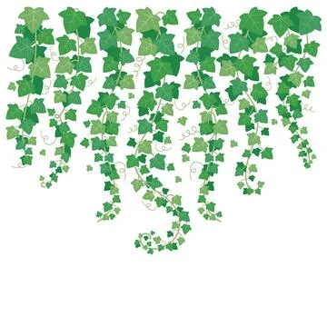 Dangling green ivy. Plants leaf hanging from above. Leaves isolated on gard.. Stock Illustration