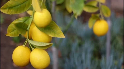 Dangling Lemons On Tree Branch Gently Moving From Wind  Stock Footage 50614549