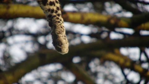 Dangling leopard paw Stock Footage 143949826
