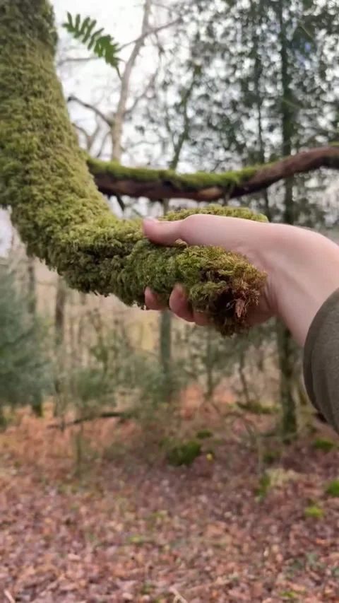 Dangling Moss Shakes Hand, Wales, UK - 23 Nov 2025 Stock Footage 322797608