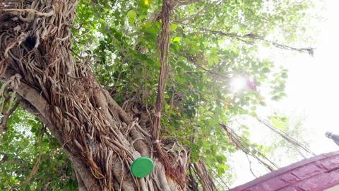 Dangling roots sway beneath the crown of towering fig Stock-Footage 313279594