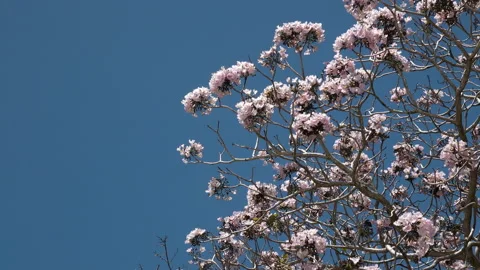 Daniel Cedeno Blanco Stock Footage 161753442