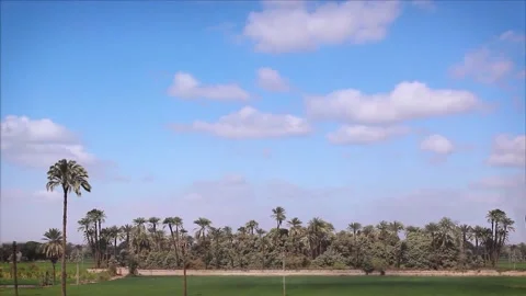 Daning cloud shaows over lush green meadow with palm trees Video stock 155087969