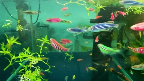 Danio GloFish Bright Aquarium Fish for an Aquarium.  Stock Footage 230056625