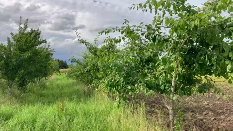 Danish apple trees panning along the grove Stockbeeldmateriaal 200216997