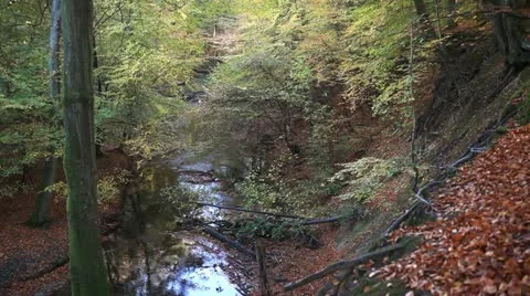 Danish beech forest with a brook.mp4 Stock Footage 12426202
