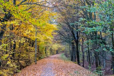 Danish Forest Stock Photos