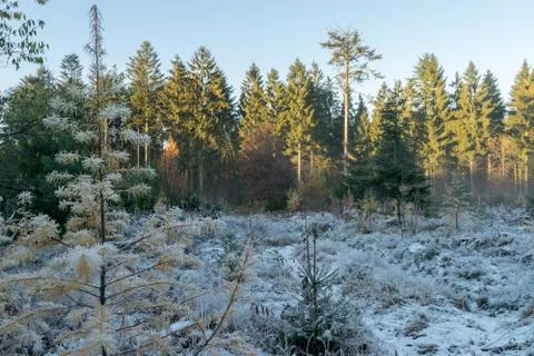 Danish Forest Stock Photos