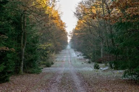 Danish Forest Stock Photos