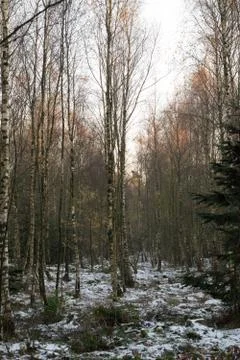 Danish Forest Stock Photos