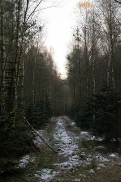 Danish Forest Stock Photos