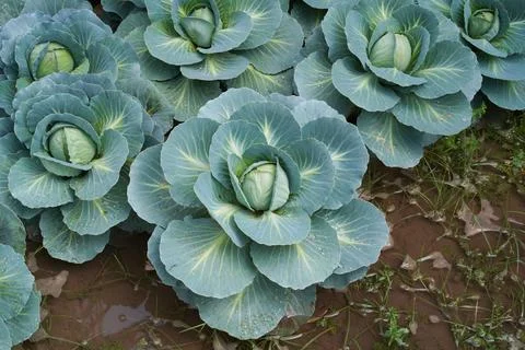 Danish green ballhead cabbage grows in the garden. Stock Photos