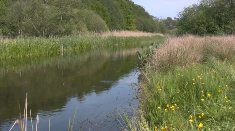 The danish river Skjern Aa Video stock 886341