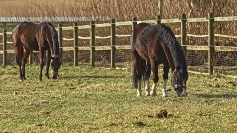 A Danish warm-blooded mare, Dansk Varmblod in the stable Video stock 197497332