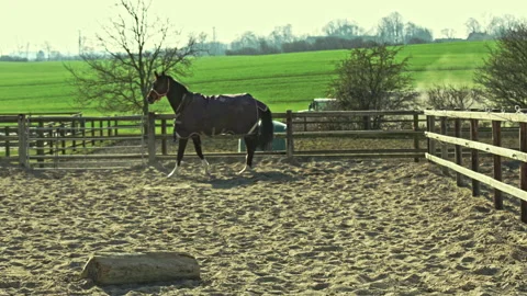 A Danish warm-blooded mare, Dansk Varmblod in the stable Stock Footage 197497696