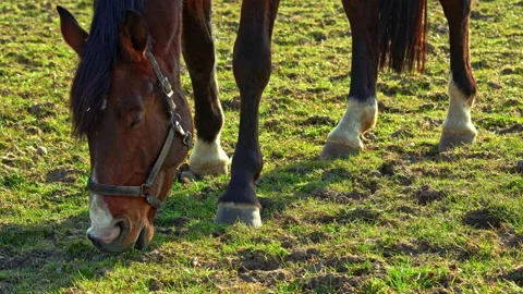 A Danish warm-blooded mare, Dansk Varmblod in the stable Stock Footage 197497698