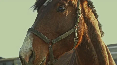 A Danish warm-blooded mare, Dansk Varmblod in the stable Stock Footage 197497877