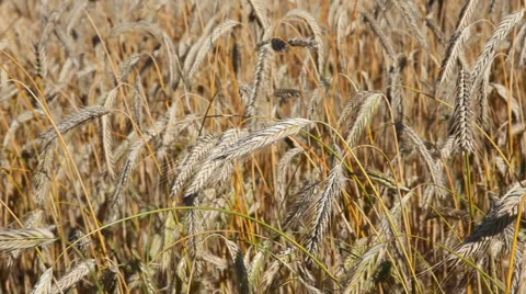 Danish wheat cornfield Video stock 40288833
