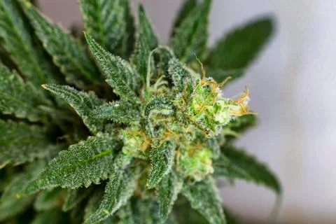 Dank Buds Stock Photos