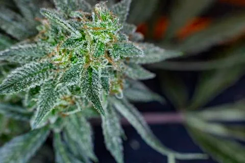 Dank delicious bud Stock Photos