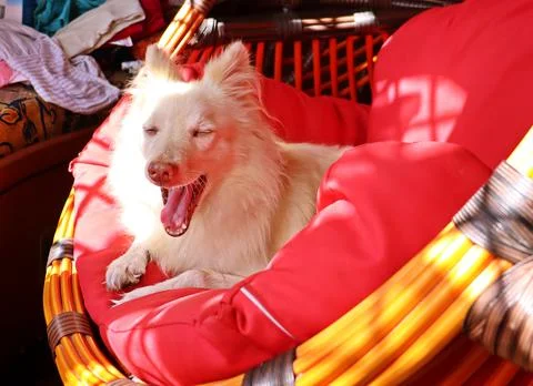 Danny  The German Spitz dog. Stock Photos