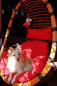 Danny The German Spitz dog. Stock Photos