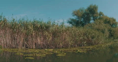 Danube Delta Reservation Channel Stock Footage 161916019