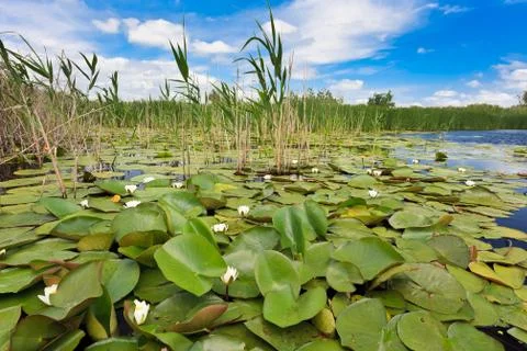 Danube delta, romania Stock Photos